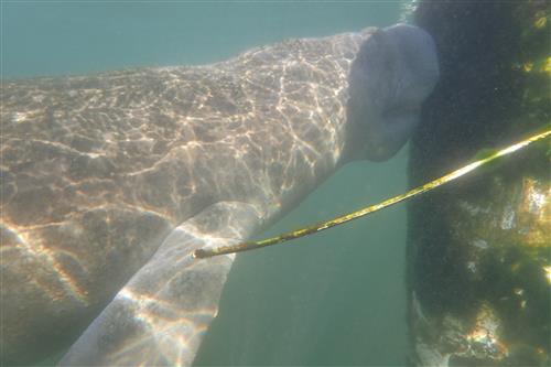 Manatee 1 