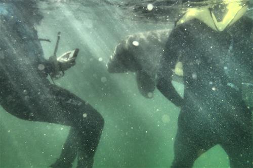Manatee 2 