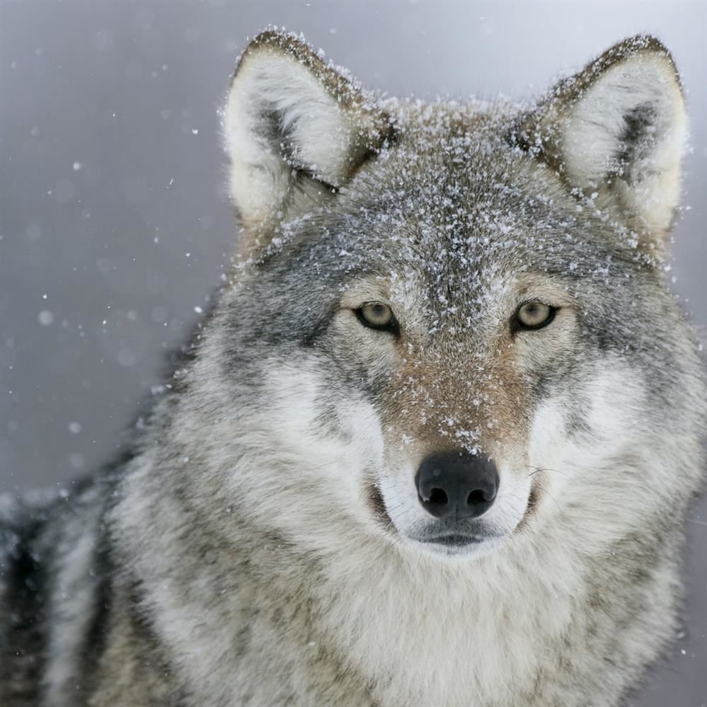 wolf