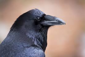 Raven 