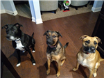 3 dogs 